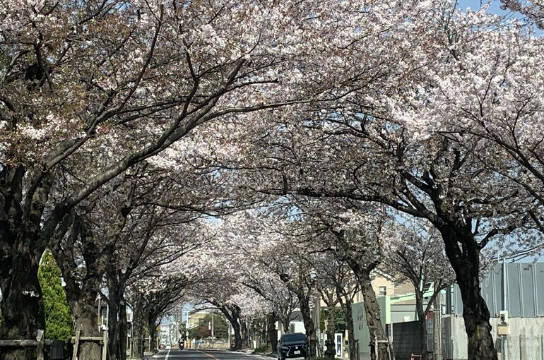桜並木